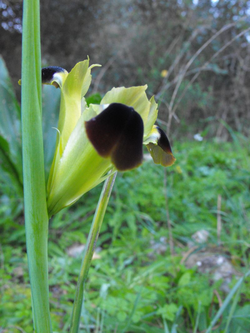 Iris tuberosa (=Hermodactylus tuberosus) / Bellavedova